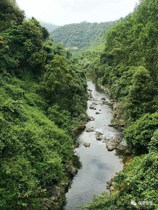 拯救毛茸茸男人